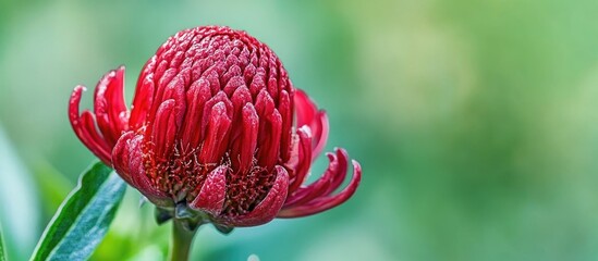 Poster - Vibrant red exotic flower resembling a brush against a soft green background showcasing natural beauty and intricate details.