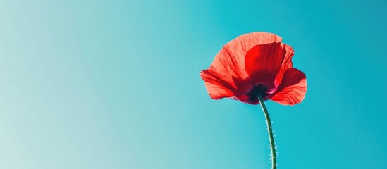 Poster - Vibrant red flower against a serene blue sky creating a striking visual contrast in nature's beauty and tranquility.