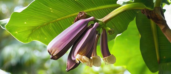 Aufkleber - Banana flower cascading amidst vibrant green banana tree leaves in a lush tropical setting