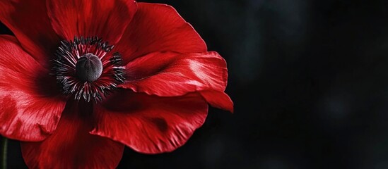 Poster - Vibrant red flower with intricate details set against a softly blurred black background creating an elegant and dramatic composition.