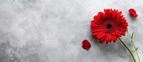 Poster - Vibrant red gerbera flower with petals on a textured grey background ideal for elegant design and floral themes.