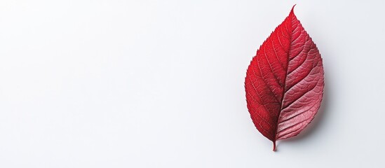 Poster - Red leaf on a clean white background showcasing natural beauty and autumn colors ideal for seasonal design and decoration themes.