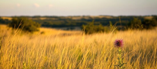 Leinwandbilder - Rolling Texas grassland with a vibrant purple thistle in sharp focus against a soft sunset background providing a serene natural landscape.