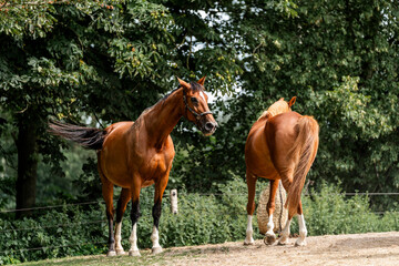 Wall Mural - horse equine behaviour living environment pretty summer green natural