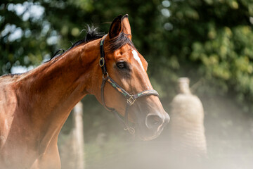 Wall Mural - horse equine behaviour living environment pretty summer green natural