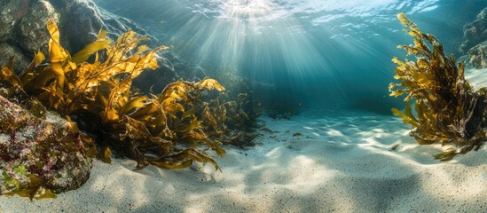 Aufkleber - Underwater sunlight illuminating sandy ocean floor with seaweed and marine life in a serene marine environment