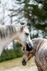 Wall Mural - horse equine behaviour living environment pretty summer green natural