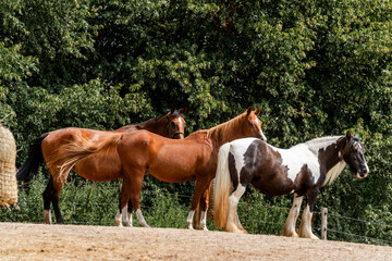 Wall Mural - horse equine behaviour living environment pretty summer green natural