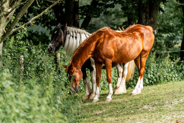 Wall Mural - horse equine behaviour living environment pretty summer green natural