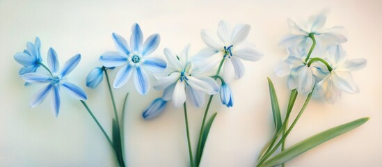 Sticker - Delicate Scilla flowers in shades of blue and white arranged on a soft vintage cream background for a serene and elegant floral display.