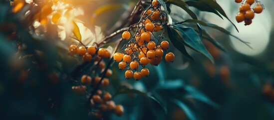 Aufkleber - Colorful sea buckthorn berries on a branch with soft bokeh background highlighting their vibrant hues in natural light.