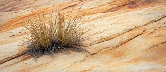 Poster - Scant dry vegetation emerging from sandstone showcasing unique textures and colors in a close-up natural setting