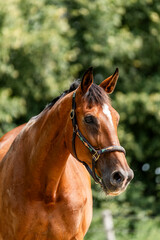 Wall Mural - horse equine behaviour living environment pretty summer green natural