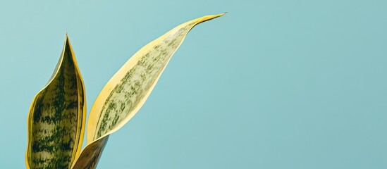 Aufkleber - Sansevieria leaves against a soft sky blue background showcasing natural textures and vibrant colors for a fresh indoor atmosphere.