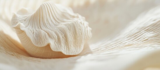 Aufkleber - Delicate seashell resting on a soft light background showcasing intricate textures and natural beauty in a serene composition.