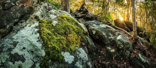 Aufkleber - Moss-covered rock in a lush forest with sunlight filtering through trees creating a serene natural atmosphere.
