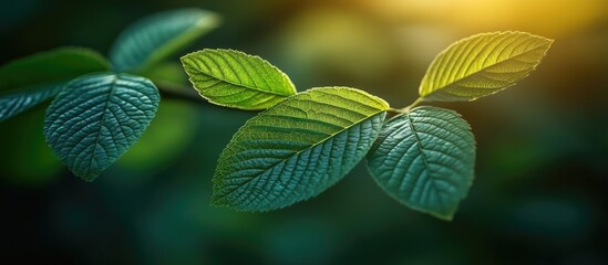 Aufkleber - Green tree leaves with intricate textures surrounded by a softly blurred background creating a serene, natural atmosphere.