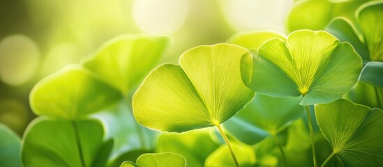 Aufkleber - Vibrant sea grape leaves create a lush green backdrop with soft light enhancing the serene natural beauty and tranquility.