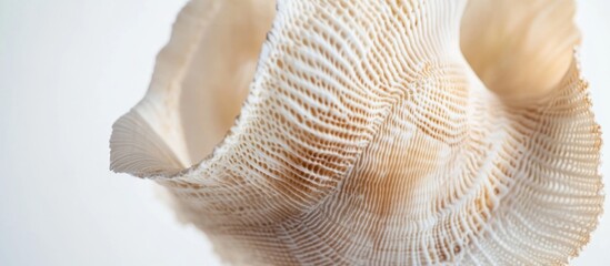 Aufkleber - Elegant seashell with intricate textures displayed on a clean white background showcasing natural beauty and coastal aesthetics.
