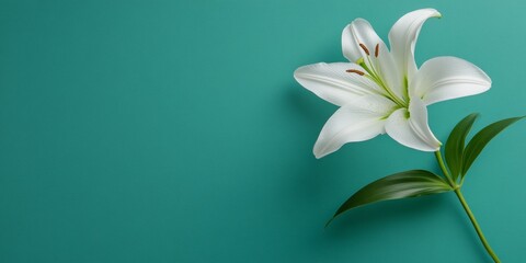 Aufkleber - Contemporary Botanical Aesthetic White Lily on Teal for Luxury Floral Decor and Eco-Friendly Branding - Visual Content for Modern Green Campaigns and Elegant Product Placement