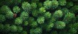 © pngking - Lush green spruce pine branches providing a rich textured background pattern for nature-themed designs and seasonal decorations.