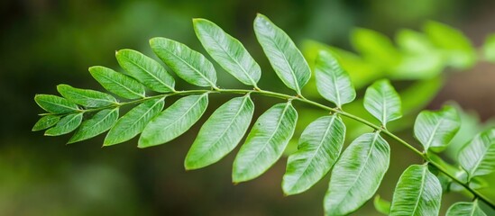 Aufkleber - Close-up of a vibrant fern leaf showcasing intricate details and lush green hues in a natural setting of Sao Paulo.
