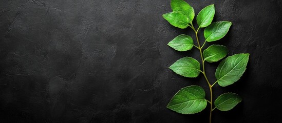 Aufkleber - Green sprig on dark background with ample space for text showcasing natural beauty and simplicity in design.