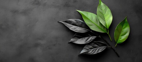 Aufkleber - Tropical Green and Black Leaves Flat Lay on Dark Monochrome Background with Ample Copy Space for Minimalist Design Usage