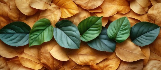 Wall Mural - Assorted green leaves arranged on a bed of dry brown leaves against a white background showcasing nature's contrast and beauty.