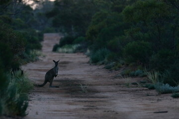 Wall Mural - kangaroo