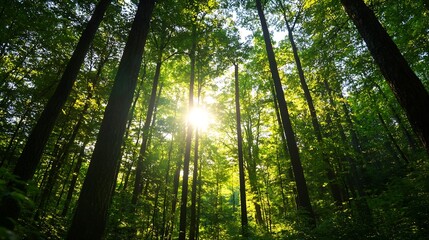 Poster - Majestic view of tall trees in a lush green forest with sunlight streaming through leaves creating a vibrant scene : Generative AI