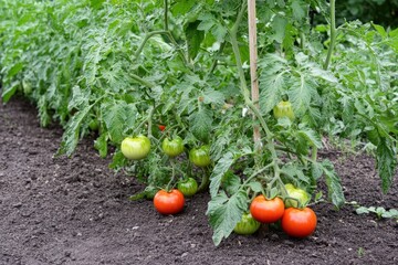 Poster - Ripe red tomatoes growing on vines in a garden.