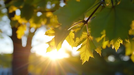 Wall Mural - Vibrant green leaves glowing in sunlight during a peaceful evening surrounded by lush trees : Generative AI