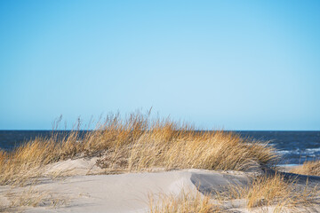 Wall Mural - Dry grass on dunes by Baltic sea.