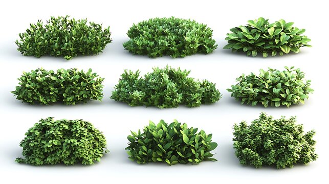 set of verdant garden bushes with varied leaf detls and natural textures, rendered as crisp  on white background