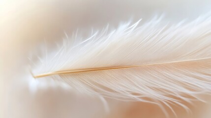 Poster - Delicate soft white feather on a neutral background conveying purity and elegance for nature lovers : Generative AI