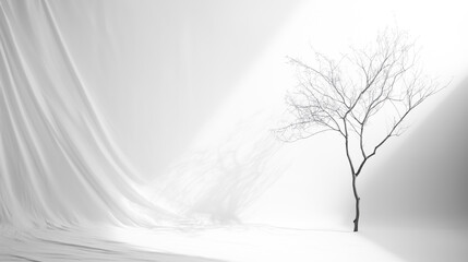 Poster - White abstract room with tree background minimalism copy space