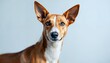 © Argan - Cute Basenji Dog Portrait with Alert Expression Against a Light Background