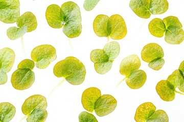 Aufkleber - A collection of green leaves arranged on a white surface, suitable for use in nature-inspired designs or as a background element