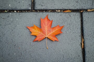 Aufkleber - A lone leaf is lying on the grassy terrain, its delicate shape and color standing out in this natural setting