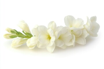 Poster - A bunch of white flowers sit on a white surface, ready for arrangement or display