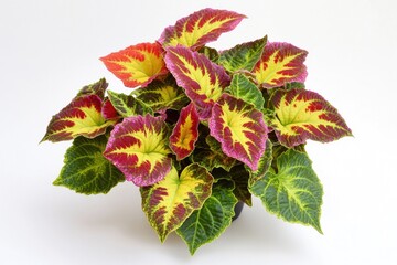 Aufkleber - A small potted plant with vibrant green and red leaves, perfect for interior decoration or a gift