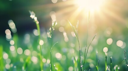 Poster - Beautiful sun rays shining through dewy grass blades in a vibrant green meadow : Generative AI