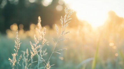 Poster - Golden sunlight illuminating delicate grass blades in a tranquil field during sunset : Generative AI