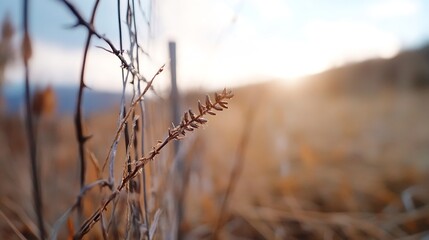 Fototapete - Closeup of a dried grass stem under warm golden sunlight in a serene natural setting : Generative AI