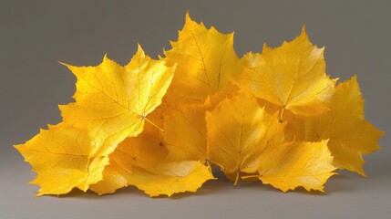 Poster - A collection of yellow leaves resting on a tabletop, perfect for autumn or nature-themed designs