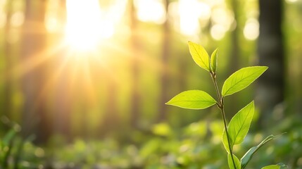 Fototapete - Fresh green plant basking in golden sunlight filtering through trees in a tranquil forest setting : Generative AI