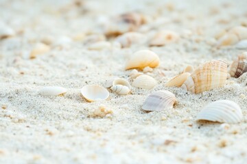 Poster - A cluster of seashells photographed in detail on a sandy beach