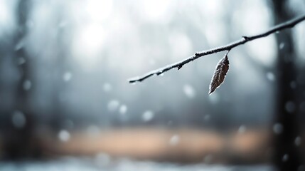 Aufkleber - Closeup of a Branch with a Single Leaf and Snowfall in a Dreamy Wintry Landscape : Generative AI