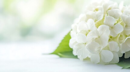 Poster - Beautiful white hydrangea flower in soft focus capturing elegance and serenity in natural environment : Generative AI